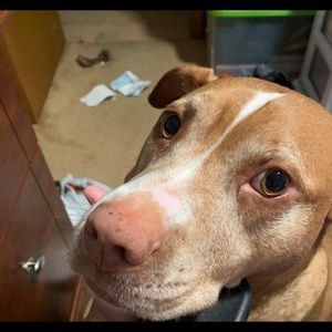 Meet your Posher, Autumn